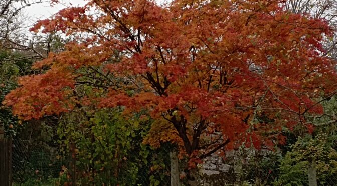 Couleurs d’automne…